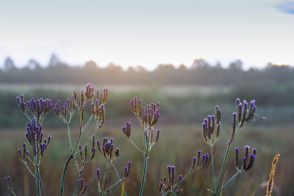 nature good morning wallpaper
